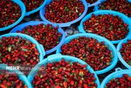 تولیدسالانه ۱۶ هزار تن توت فرنگی در مازندران