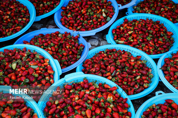 تولیدسالانه ۱۶ هزار تن توت فرنگی در مازندران
