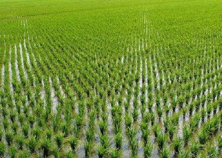 مهلت بیمه گری زراعت برنج تا پایان خرداد ماه تمدید شد