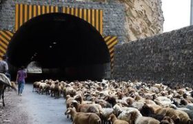 مسدود شدن جاده کندوان برای عبور احشام