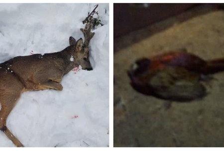 کشف لاشه شوکا و قرقاول از شکارچیان در آمل