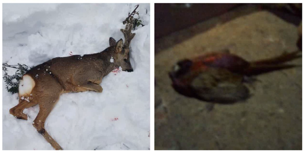 کشف لاشه شوکا و قرقاول از شکارچیان در آمل