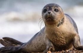 تنها پستاندار کاسپین در خطر انقراض