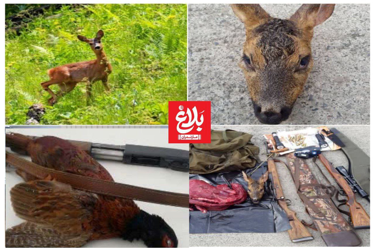 کشف لاشه شوکا و قرقاول از شکارچیان در آمل