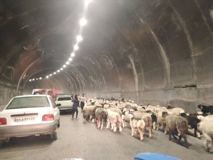مسدود شدن جاده کندوان برای عبور احشام