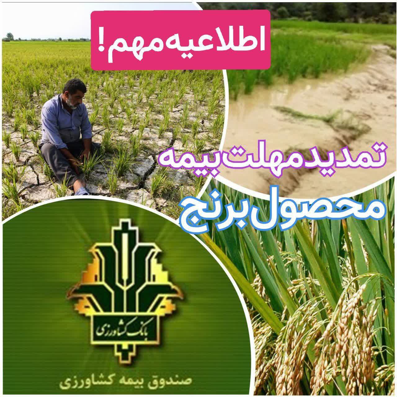 مهلت بیمه گری زراعت برنج تا پایان خرداد ماه تمدید شد